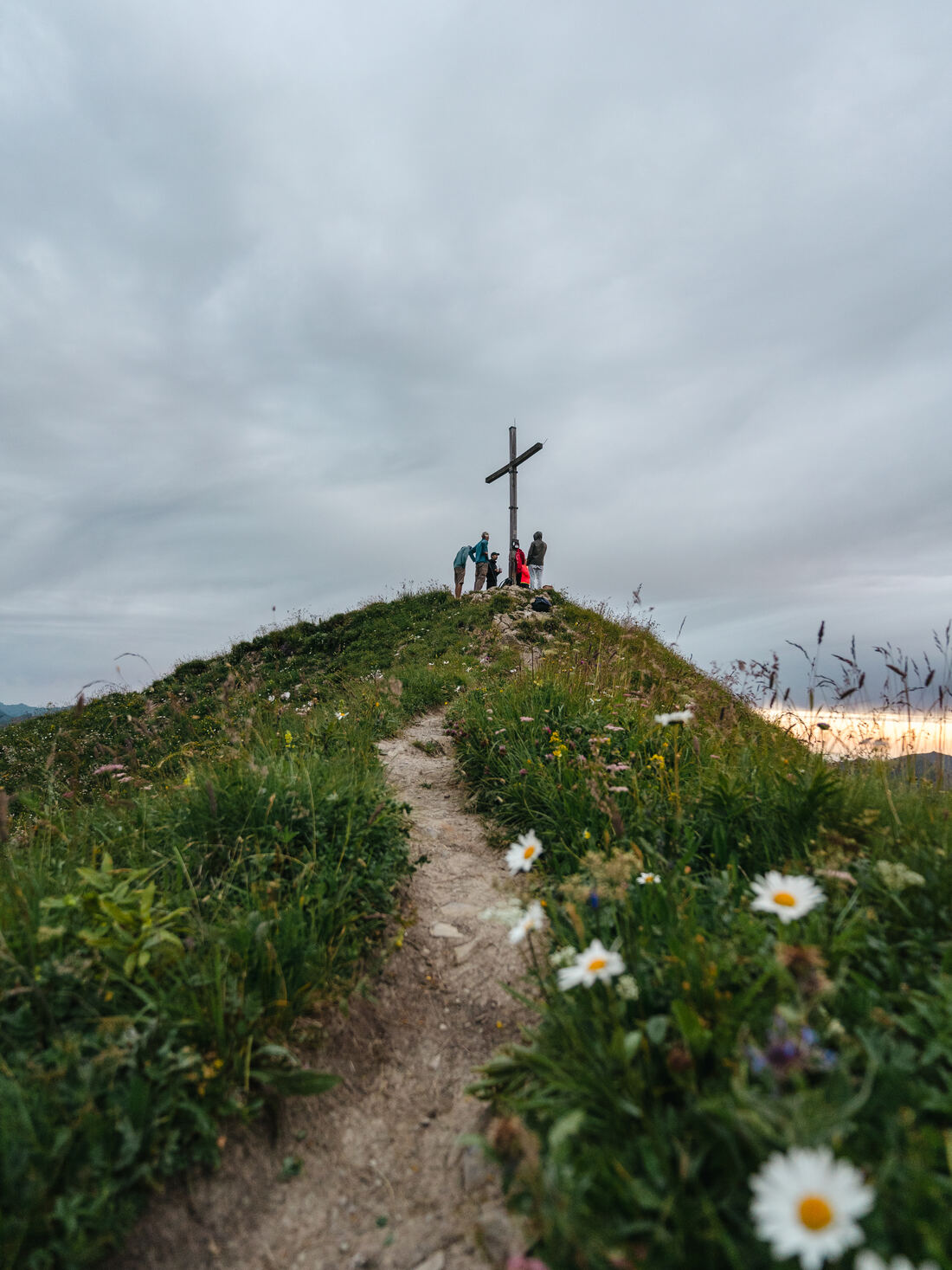 Pfad zum Gipfelkreuz, Margeriten am Wegrand